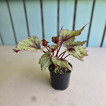 Load image into Gallery viewer, #R67 Begonia Arctic Snow