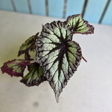 Load image into Gallery viewer, #R483 Begonia Fireworks
