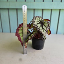 Load image into Gallery viewer, #R483 Begonia Fireworks