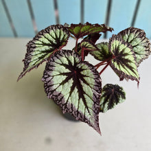 Load image into Gallery viewer, #R483 Begonia Fireworks