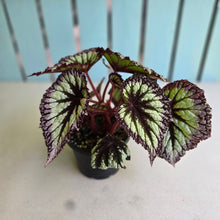Load image into Gallery viewer, #R483 Begonia Fireworks