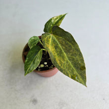 Load image into Gallery viewer, #R2 Variegated Anthurium Forgetii x