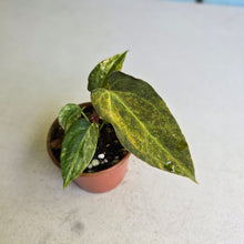 Load image into Gallery viewer, #R2 Variegated Anthurium Forgetii x