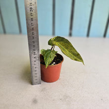 Load image into Gallery viewer, #R2 Variegated Anthurium Forgetii x