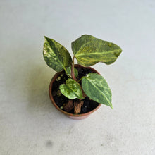 Load image into Gallery viewer, #R2 Variegated Anthurium Forgetii x