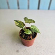 Load image into Gallery viewer, #R2 Variegated Anthurium Forgetii x