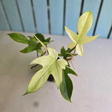 Load image into Gallery viewer, #R224 Two x Headed Philodendron Florida Ghost