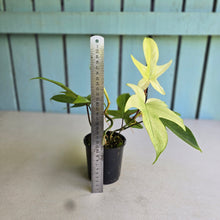 Load image into Gallery viewer, #R224 Two x Headed Philodendron Florida Ghost