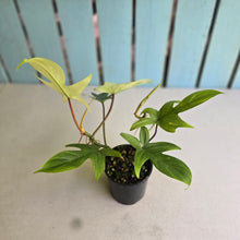 Load image into Gallery viewer, #R224 Two x Headed Philodendron Florida Ghost