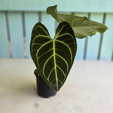 Load image into Gallery viewer, #R13 Two x Headed Anthurium Regale