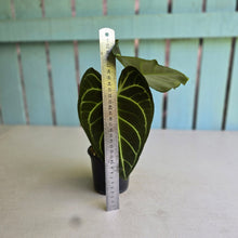 Load image into Gallery viewer, #R13 Two x Headed Anthurium Regale