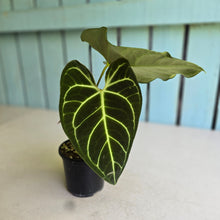 Load image into Gallery viewer, #R13 Two x Headed Anthurium Regale