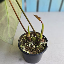 Load image into Gallery viewer, #R13 Two x Headed Anthurium Regale