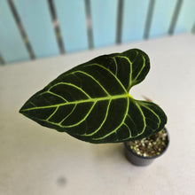 Load image into Gallery viewer, #R13 Two x Headed Anthurium Regale