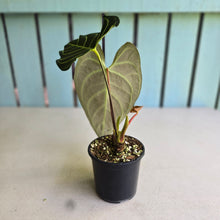 Load image into Gallery viewer, #R13 Two x Headed Anthurium Regale