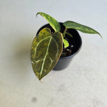 Load image into Gallery viewer, #RA10 Variegated Anthurium Forgetii x
