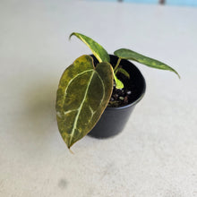 Load image into Gallery viewer, #RA10 Variegated Anthurium Forgetii x