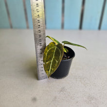 Load image into Gallery viewer, #RA10 Variegated Anthurium Forgetii x