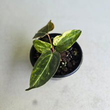 Load image into Gallery viewer, #RA10 Variegated Anthurium Forgetii x