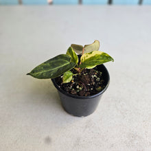 Load image into Gallery viewer, #RA10 Variegated Anthurium Forgetii x