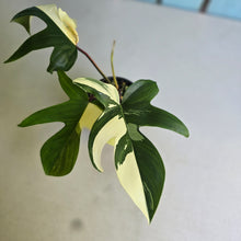 Load image into Gallery viewer, #R40 Albo Philodendron Florida Beauty
