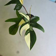 Load image into Gallery viewer, #R40 Albo Philodendron Florida Beauty