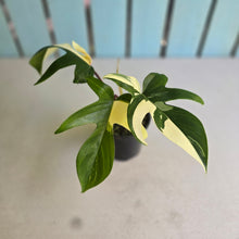 Load image into Gallery viewer, #R40 Albo Philodendron Florida Beauty