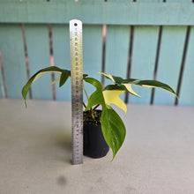Load image into Gallery viewer, #R40 Albo Philodendron Florida Beauty