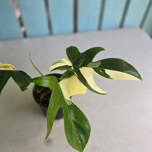 Load image into Gallery viewer, #R40 Albo Philodendron Florida Beauty