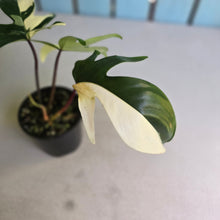 Load image into Gallery viewer, #R40 Albo Philodendron Florida Beauty