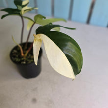Load image into Gallery viewer, #R40 Albo Philodendron Florida Beauty