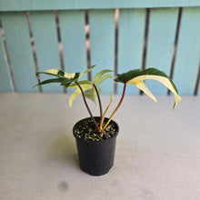 Load image into Gallery viewer, #R40 Albo Philodendron Florida Beauty