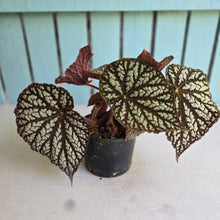 Load image into Gallery viewer, #RD14 Begonia Unknown