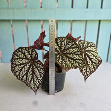 Load image into Gallery viewer, #RD14 Begonia Unknown