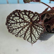 Load image into Gallery viewer, #RD14 Begonia Unknown