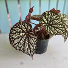 Load image into Gallery viewer, #RD14 Begonia Unknown