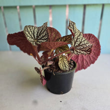 Load image into Gallery viewer, #RD14 Begonia Unknown