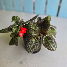 Load image into Gallery viewer, #R39 Episcia