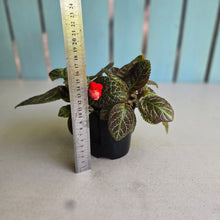 Load image into Gallery viewer, #R39 Episcia