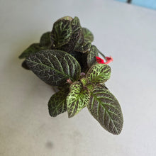 Load image into Gallery viewer, #R39 Episcia