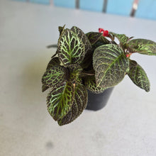 Load image into Gallery viewer, #R39 Episcia