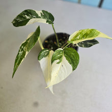 Load image into Gallery viewer, #R4 Variegated Epipremnum Pinnatum