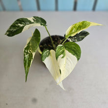 Load image into Gallery viewer, #R4 Variegated Epipremnum Pinnatum