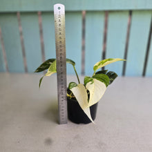 Load image into Gallery viewer, #R4 Variegated Epipremnum Pinnatum