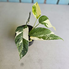 Load image into Gallery viewer, #R4 Variegated Epipremnum Pinnatum