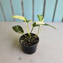 Load image into Gallery viewer, #R4 Variegated Epipremnum Pinnatum