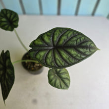 Load image into Gallery viewer, #R27 Alocasia Baginda - Dragon Scale