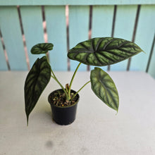 Load image into Gallery viewer, #R27 Alocasia Baginda - Dragon Scale