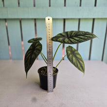 Load image into Gallery viewer, #R27 Alocasia Baginda - Dragon Scale