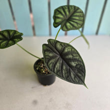 Load image into Gallery viewer, #R27 Alocasia Baginda - Dragon Scale